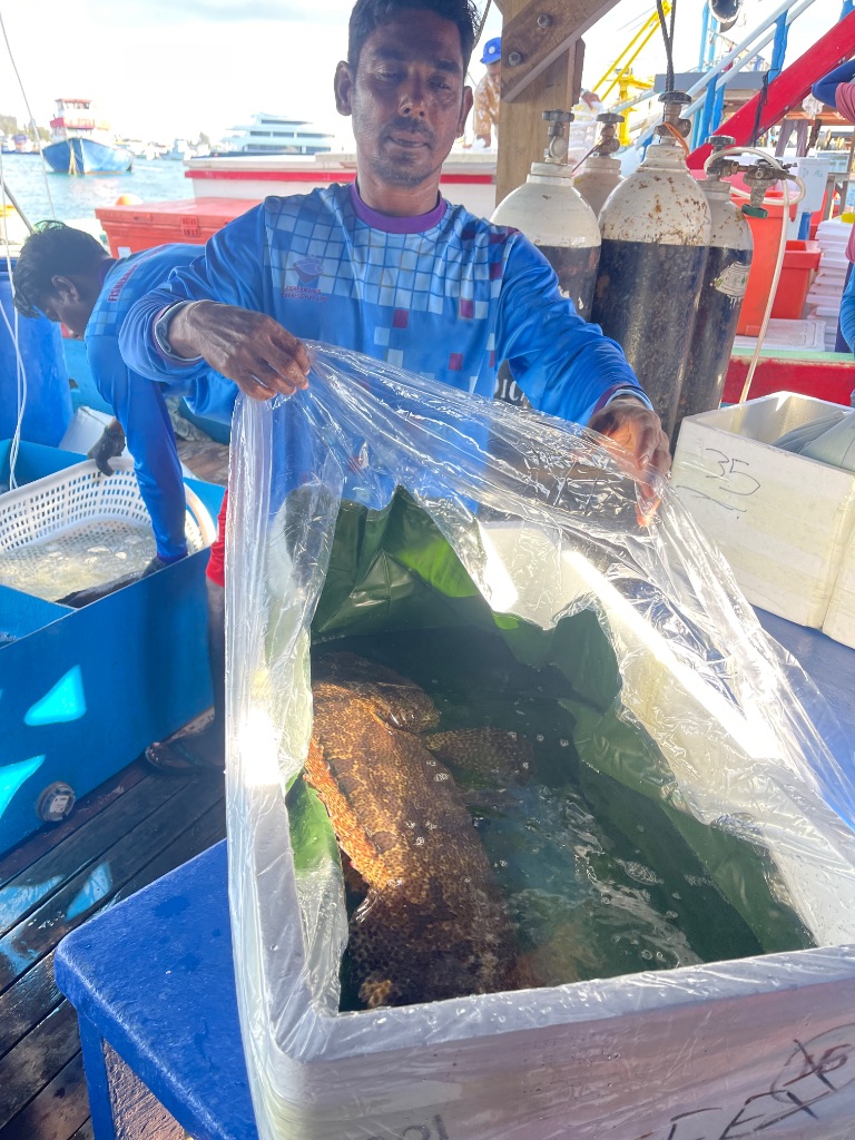 Professional Grouper Packaging